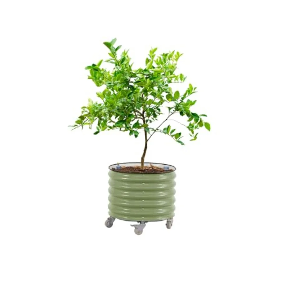 Self-Watering Planter - Rollender Zitrusbaum-Pflanzkübel Gen 3, selbstbewässernd, 24