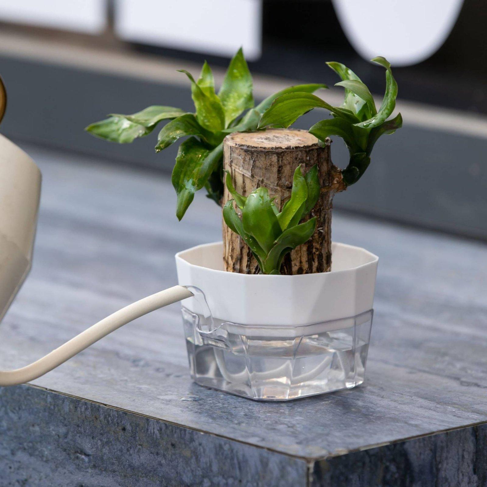 Hydroponische Vase mit Zwei Sc – Self-Watering Planter Bewertung und Preis