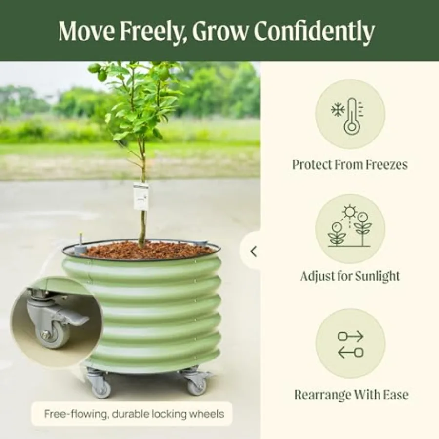 Rollender Zitrusbaum-Pflanzküb – Self-Watering Planter Bewertung und Preis